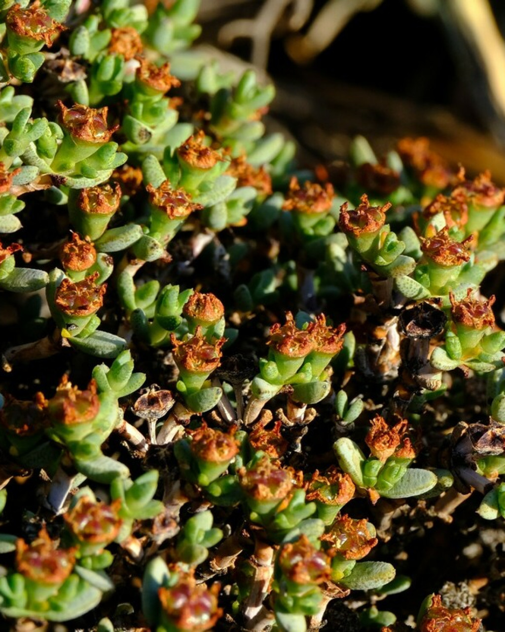 Antimima minutifolia