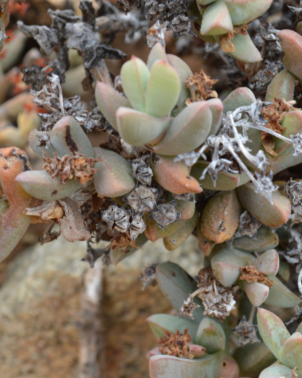 Antimima modesta