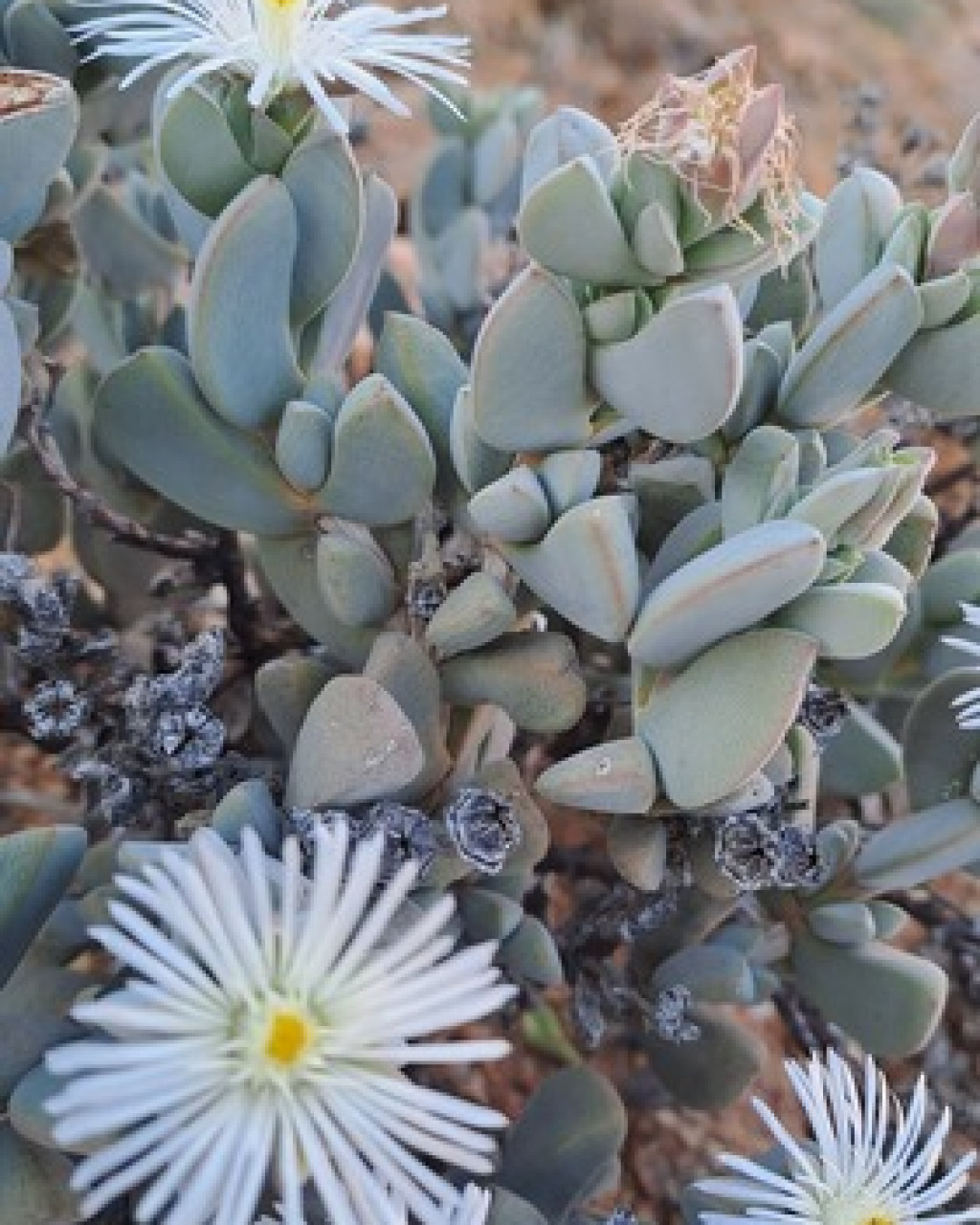 Antimima pilosula