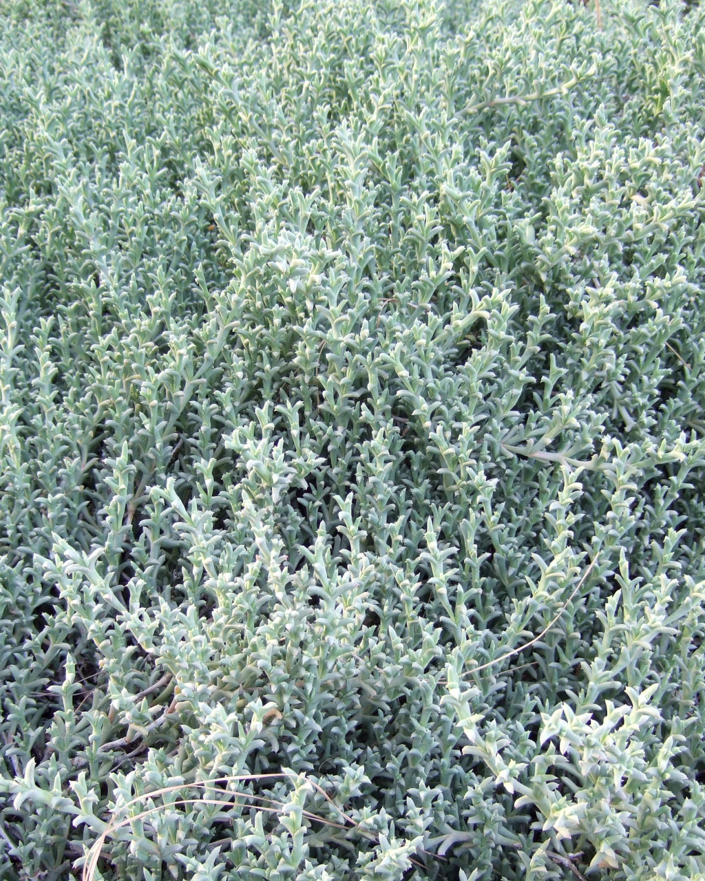 Antimima piscodora