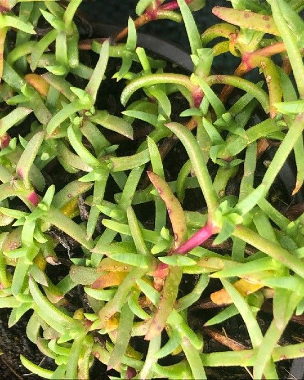 Antimima prostrata