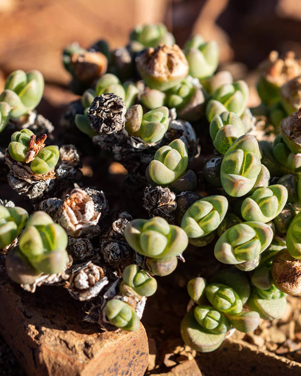 Antimima pumila
