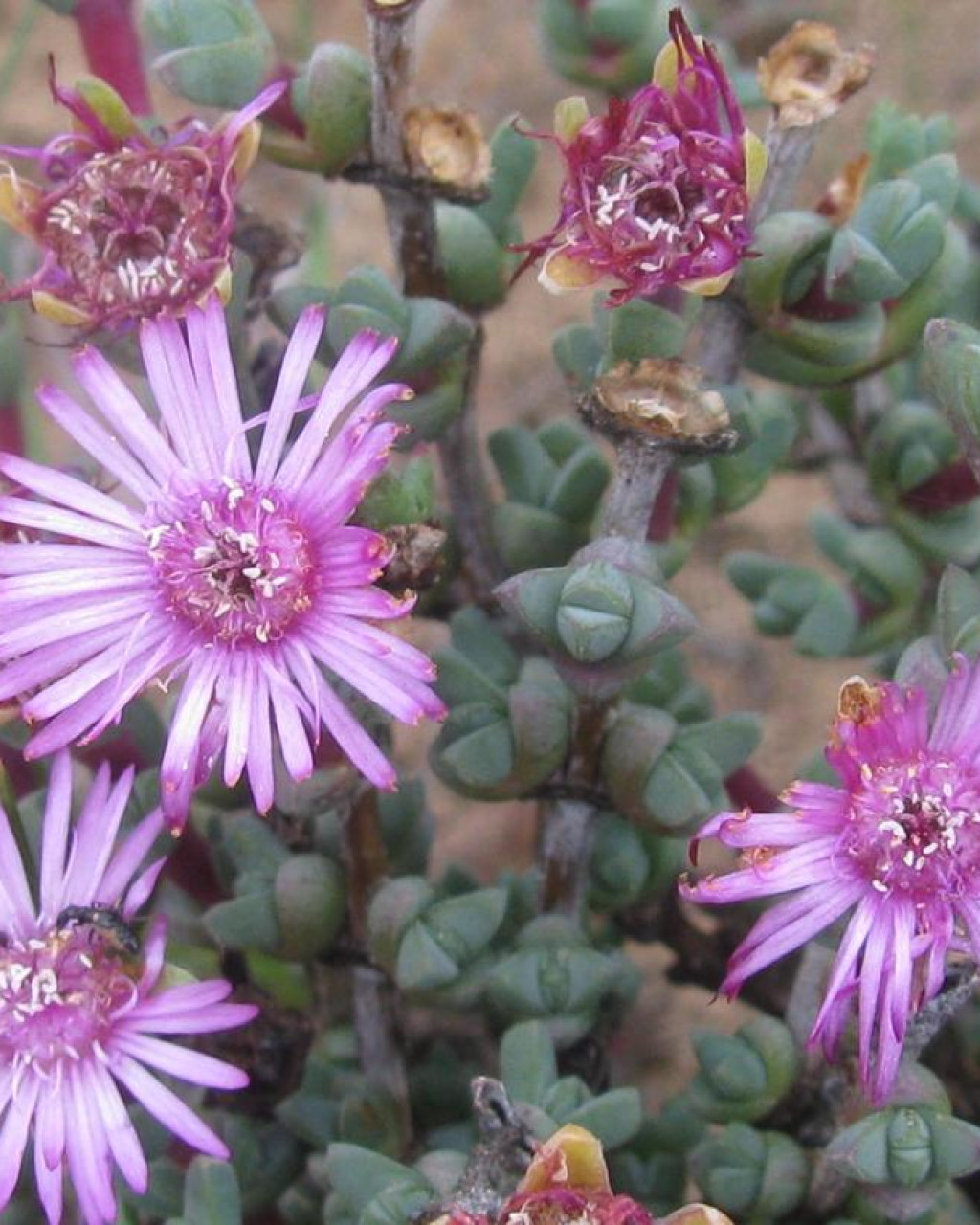 Antimima triquetra