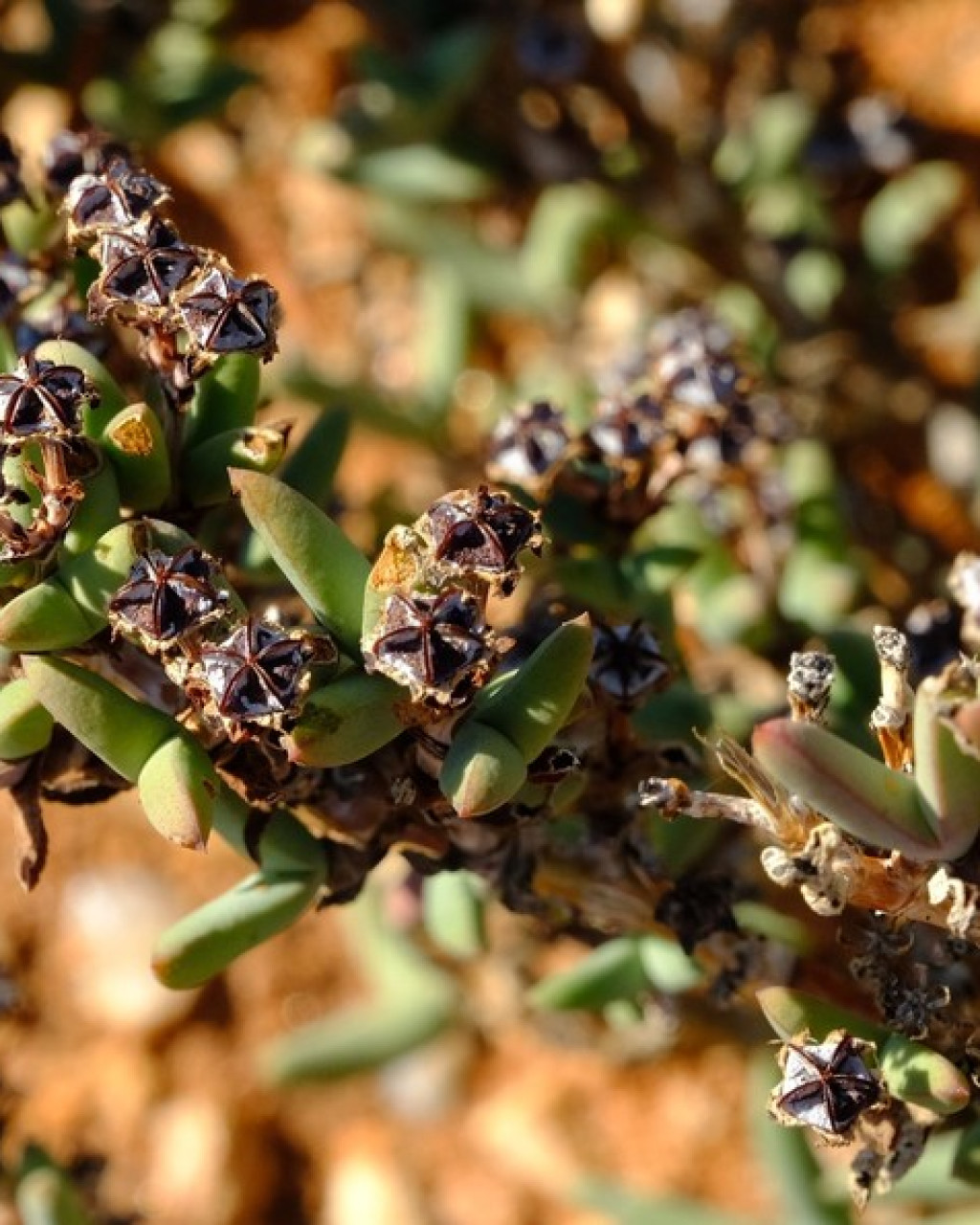 Antimima vanzylii