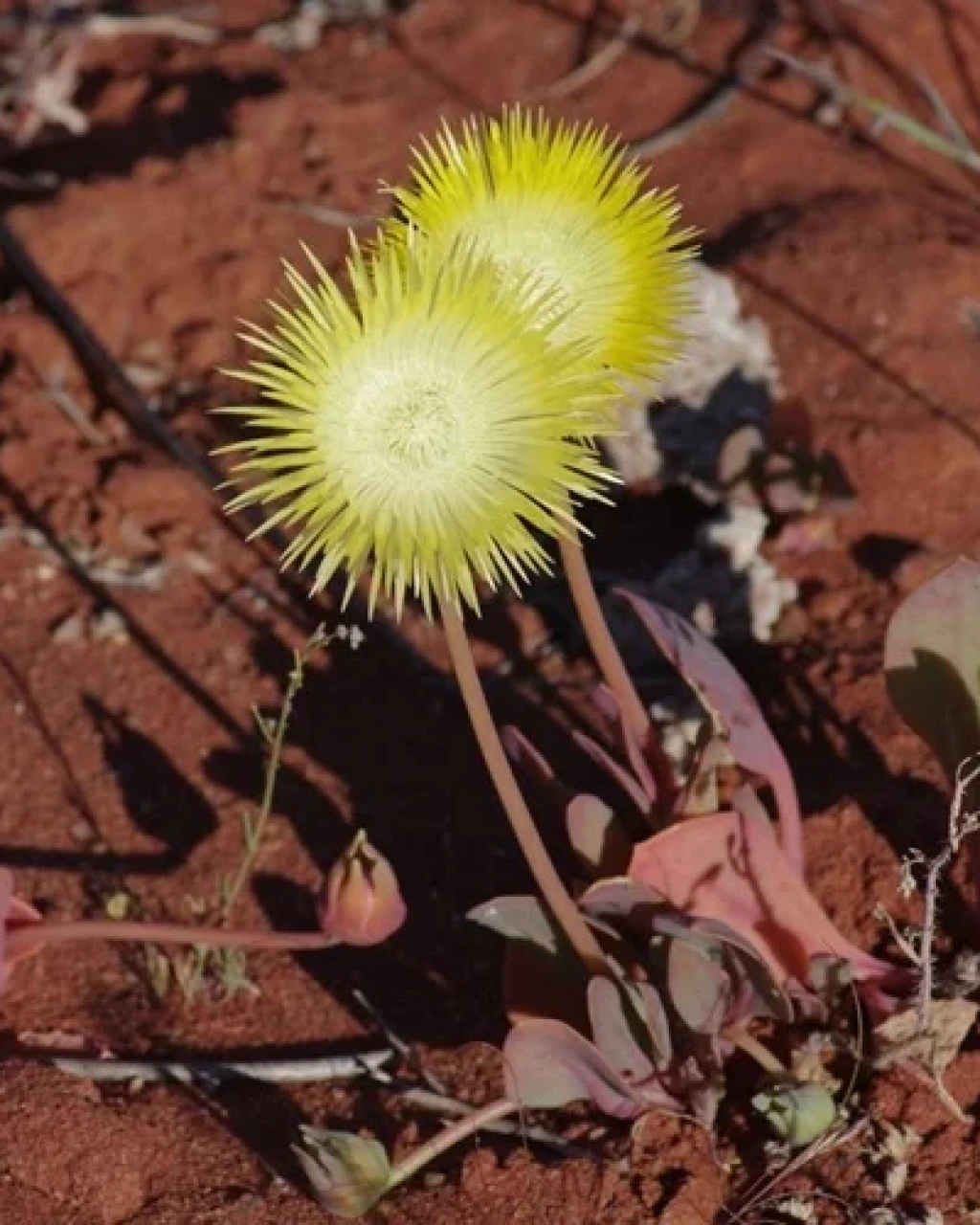 Apatesia helianthoides