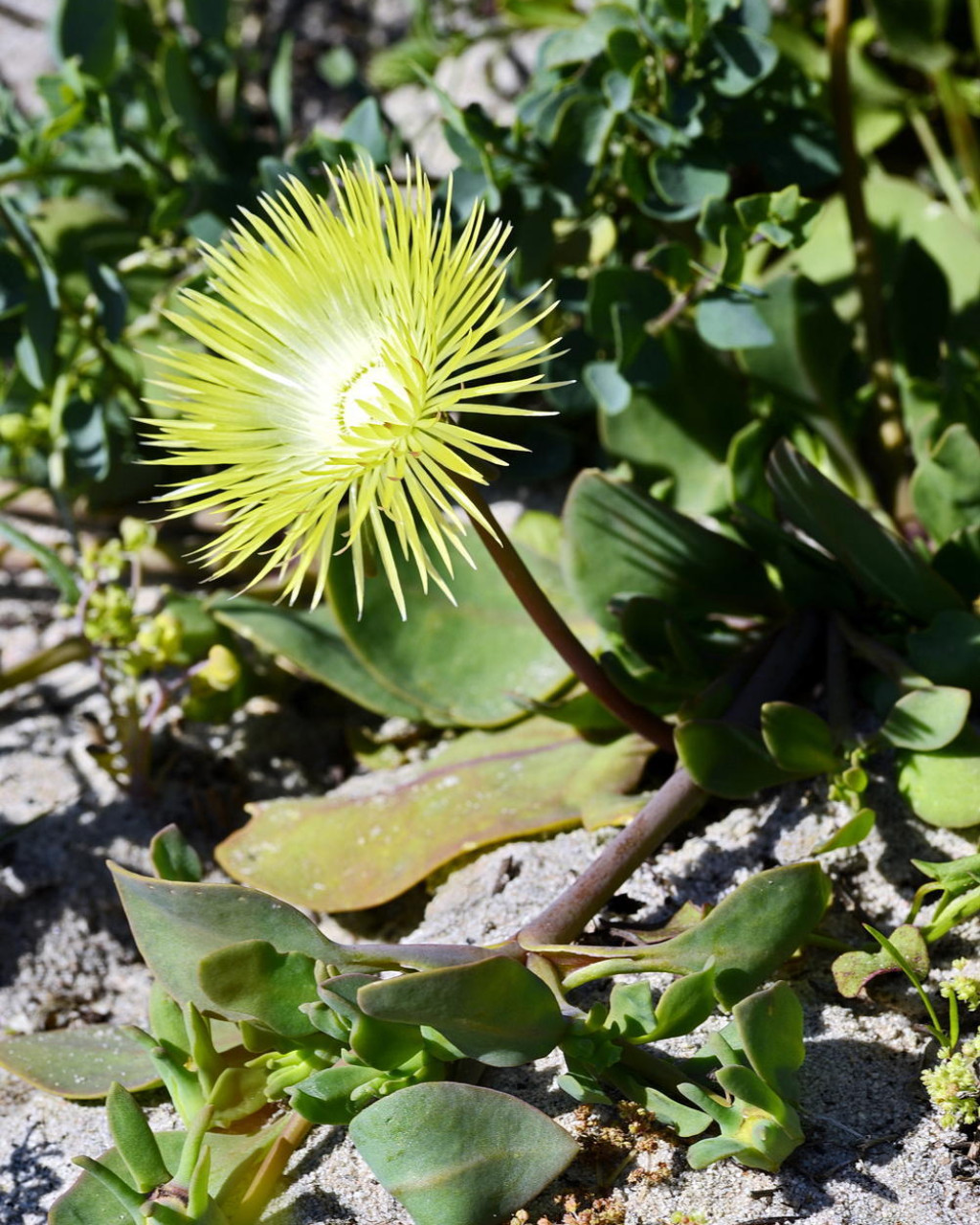 Apatesia pillansii