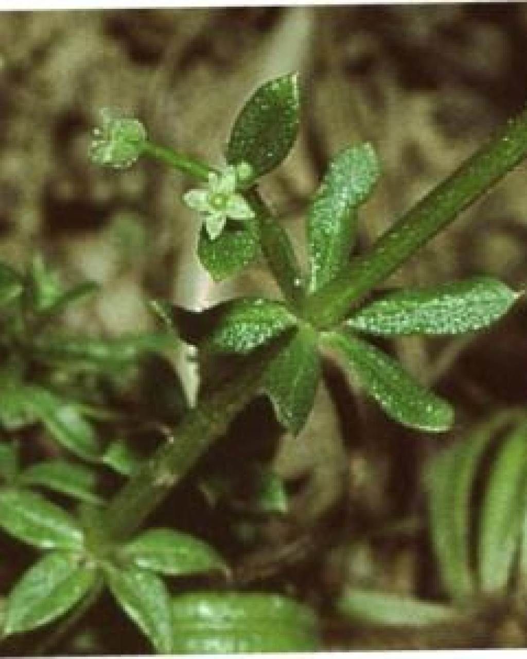 Apatesia sabulosa