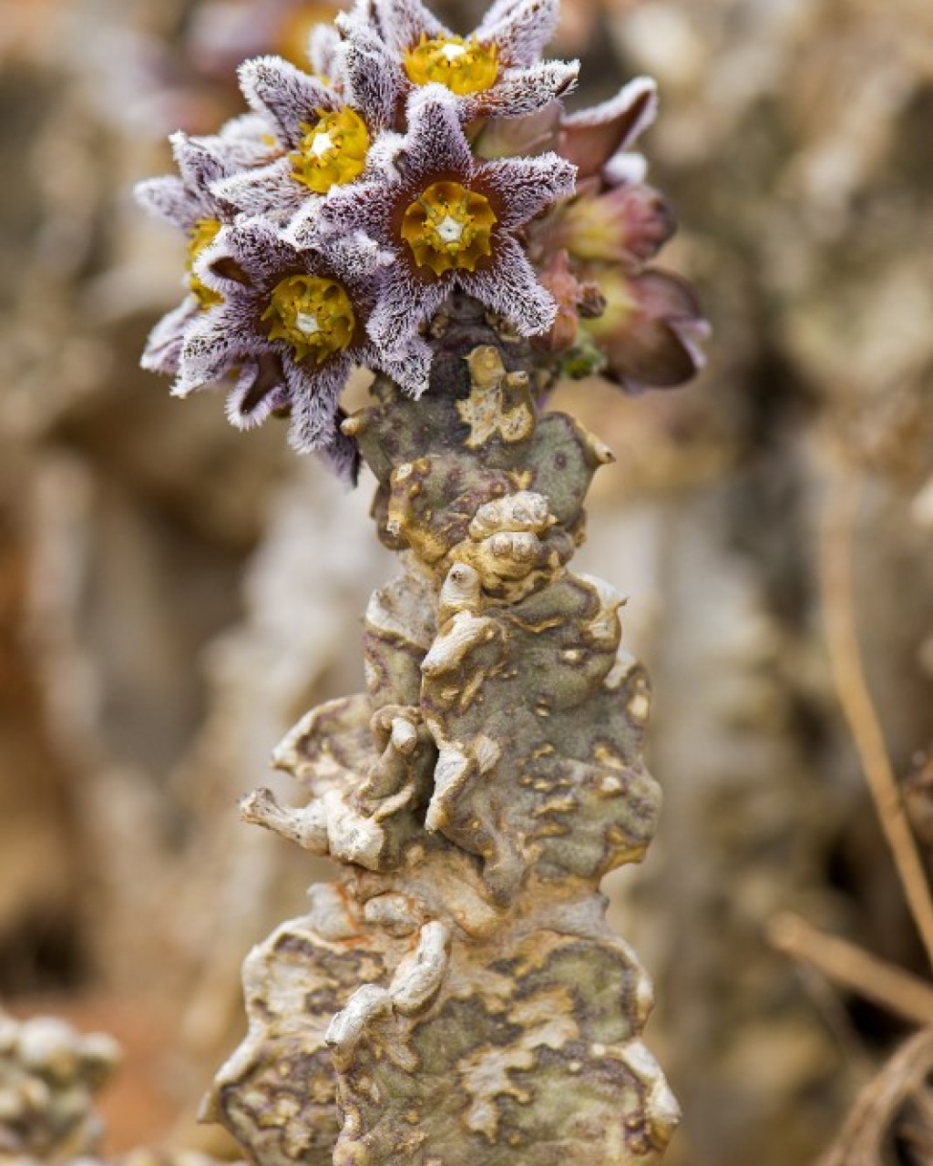 Apteranthes burchardii