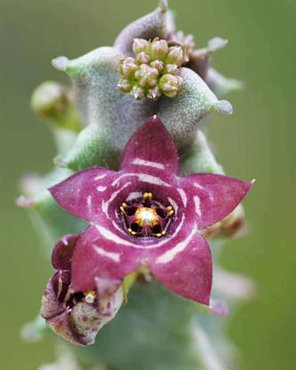 Apteranthes europaea