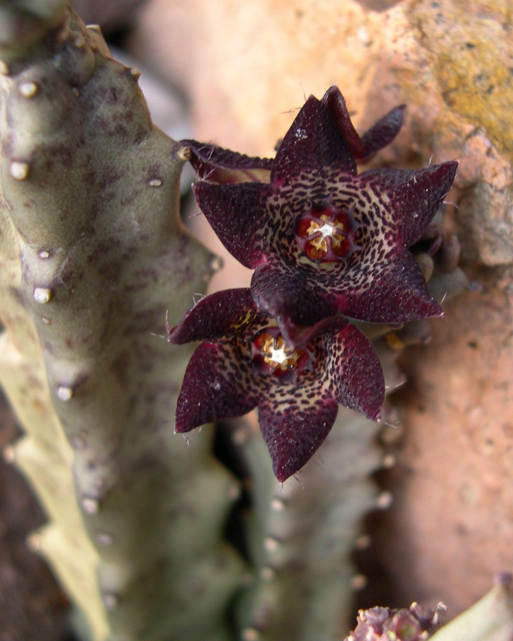 Apteranthes joannis
