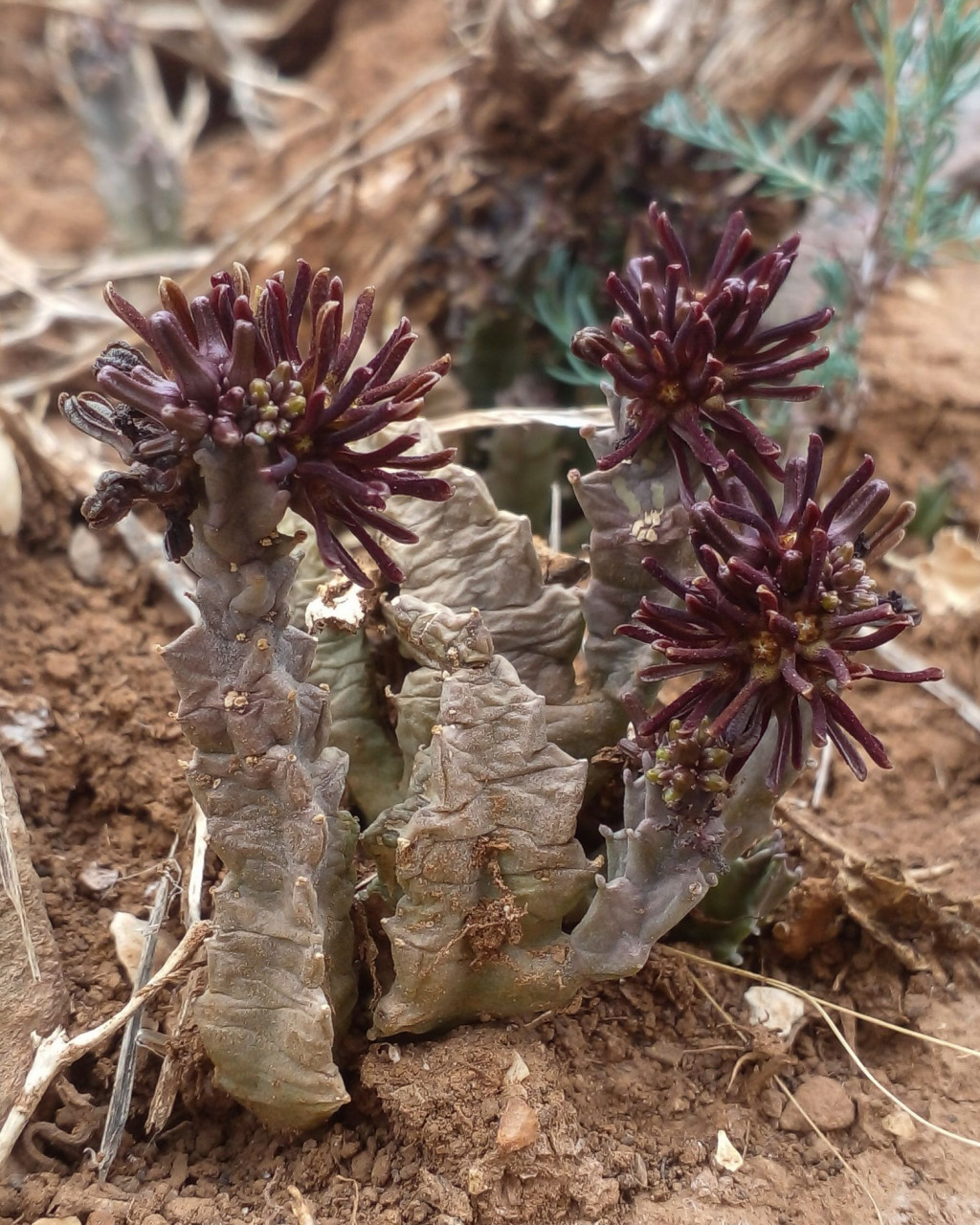 Apteranthes munbyana