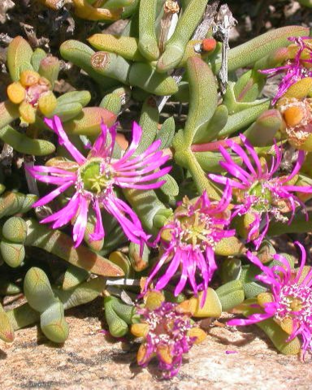 Arenifera stylosa