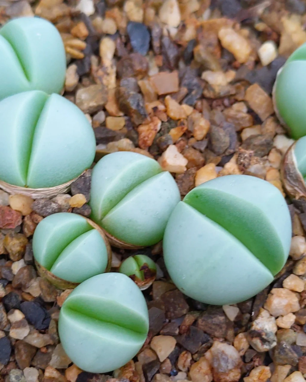 Argyroderma crateriforme