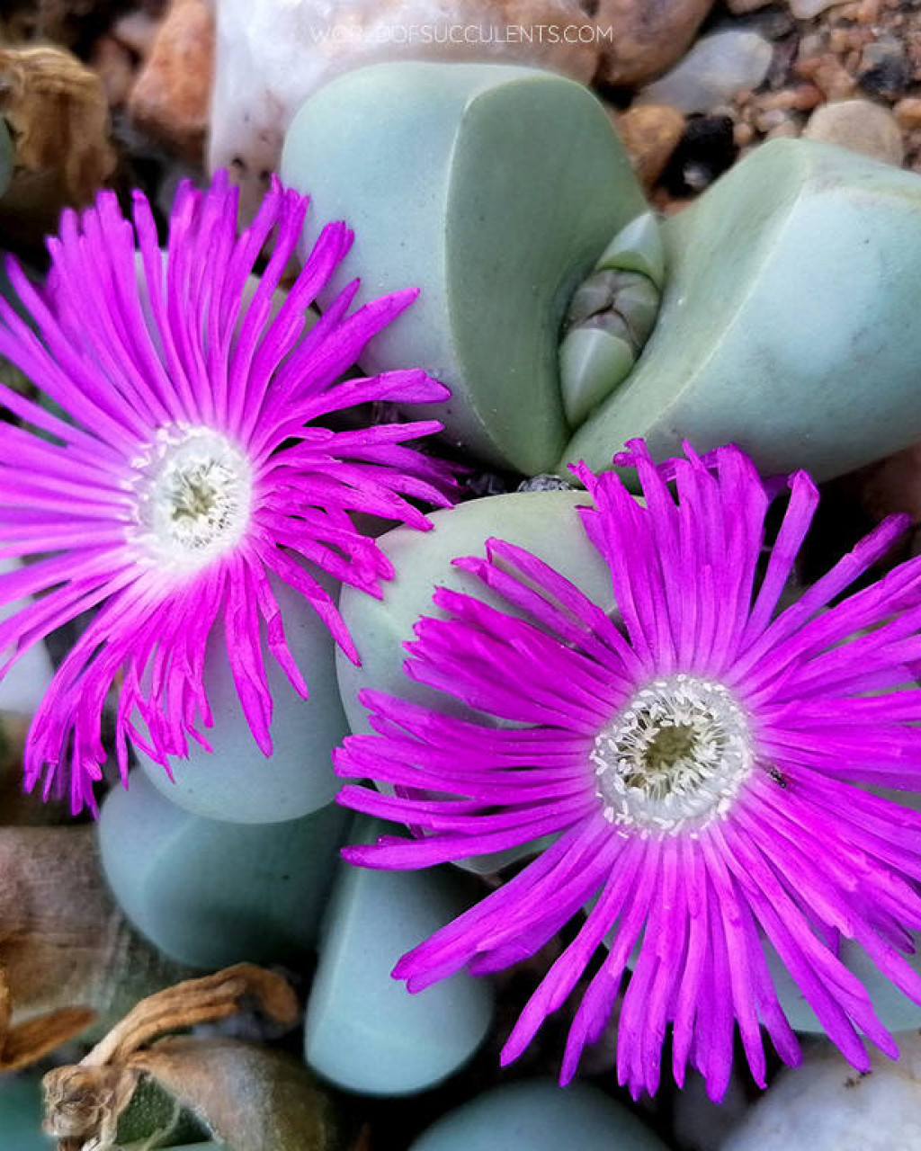 Argyroderma delaetii