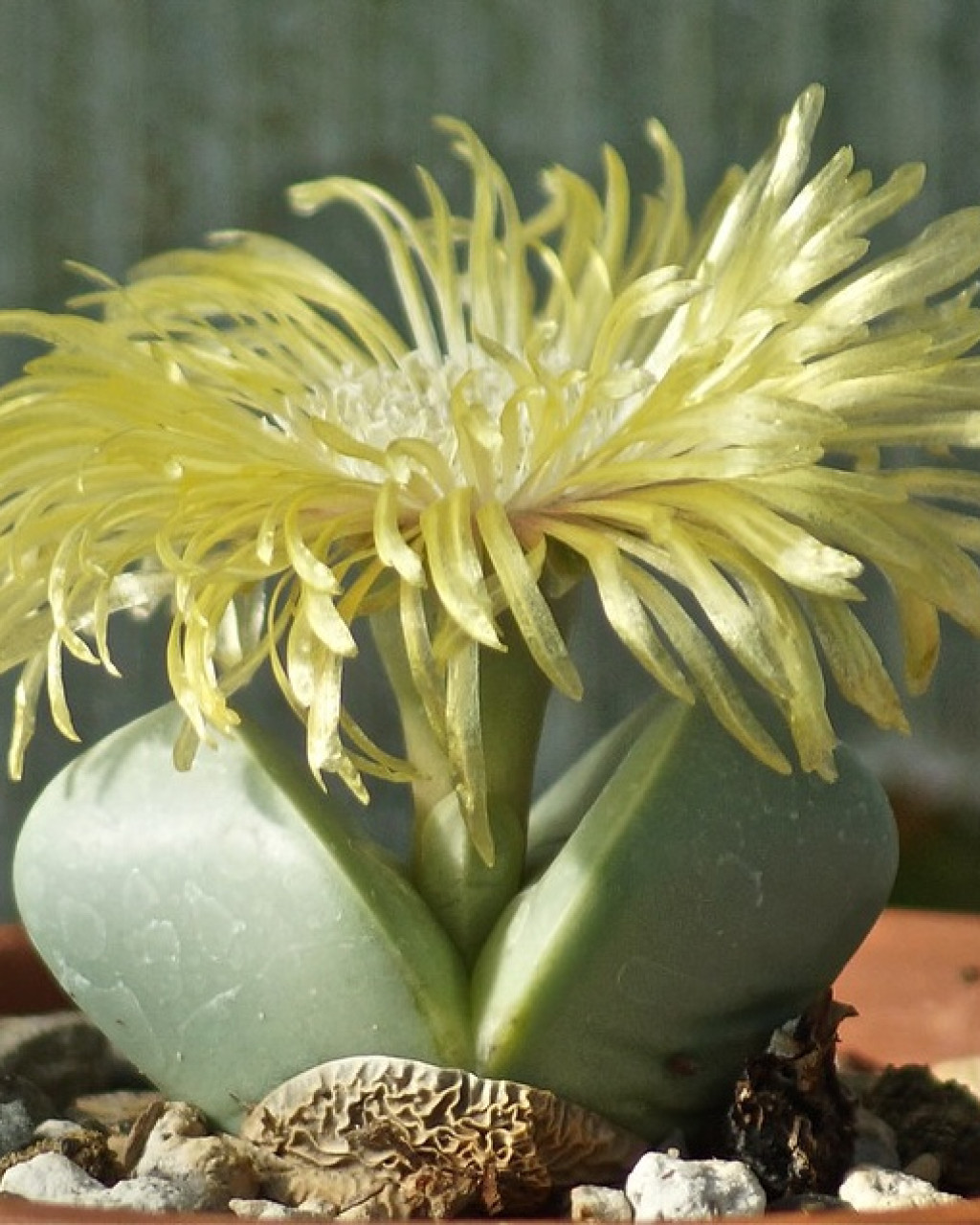 Argyroderma patens