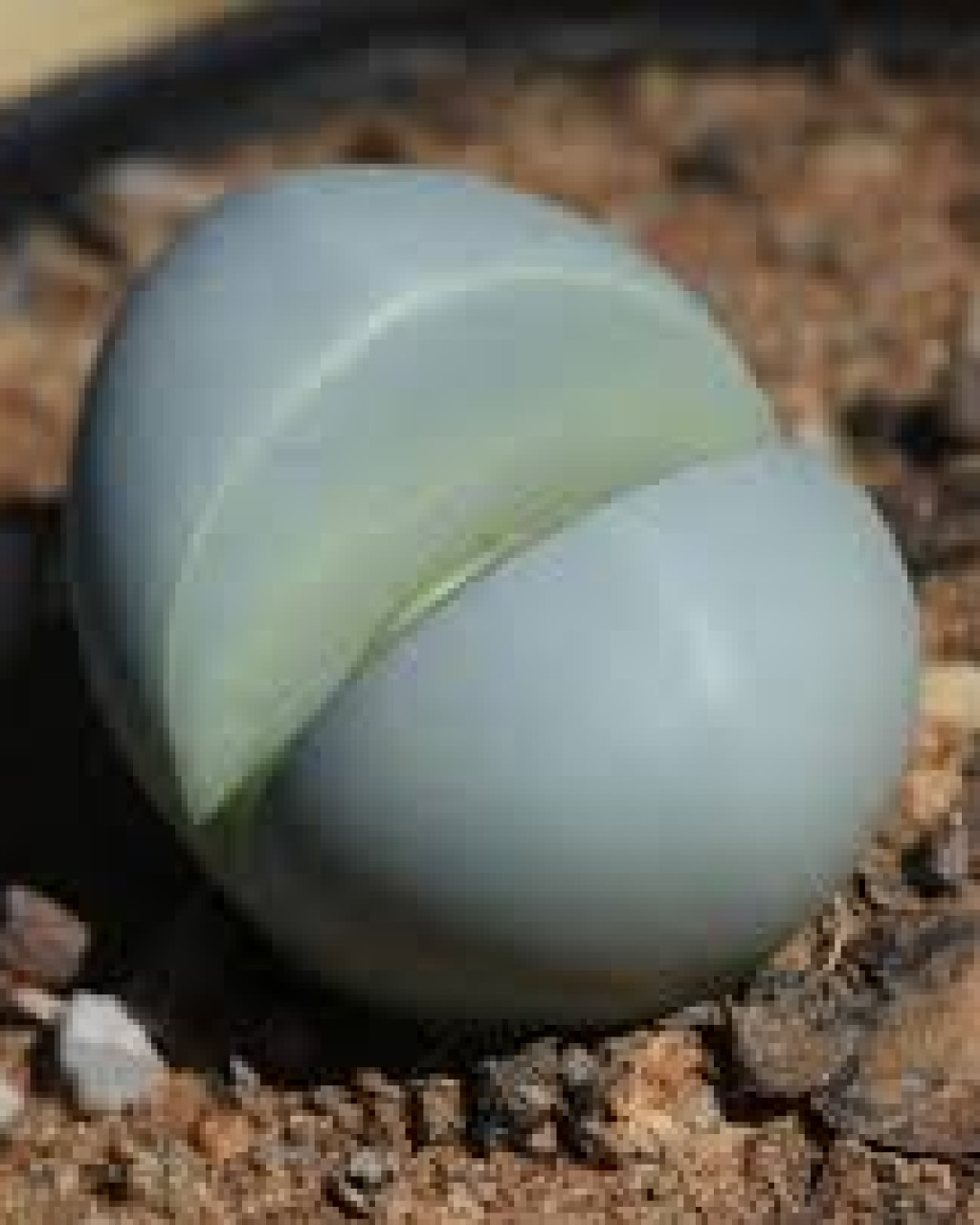 Argyroderma pearsonii