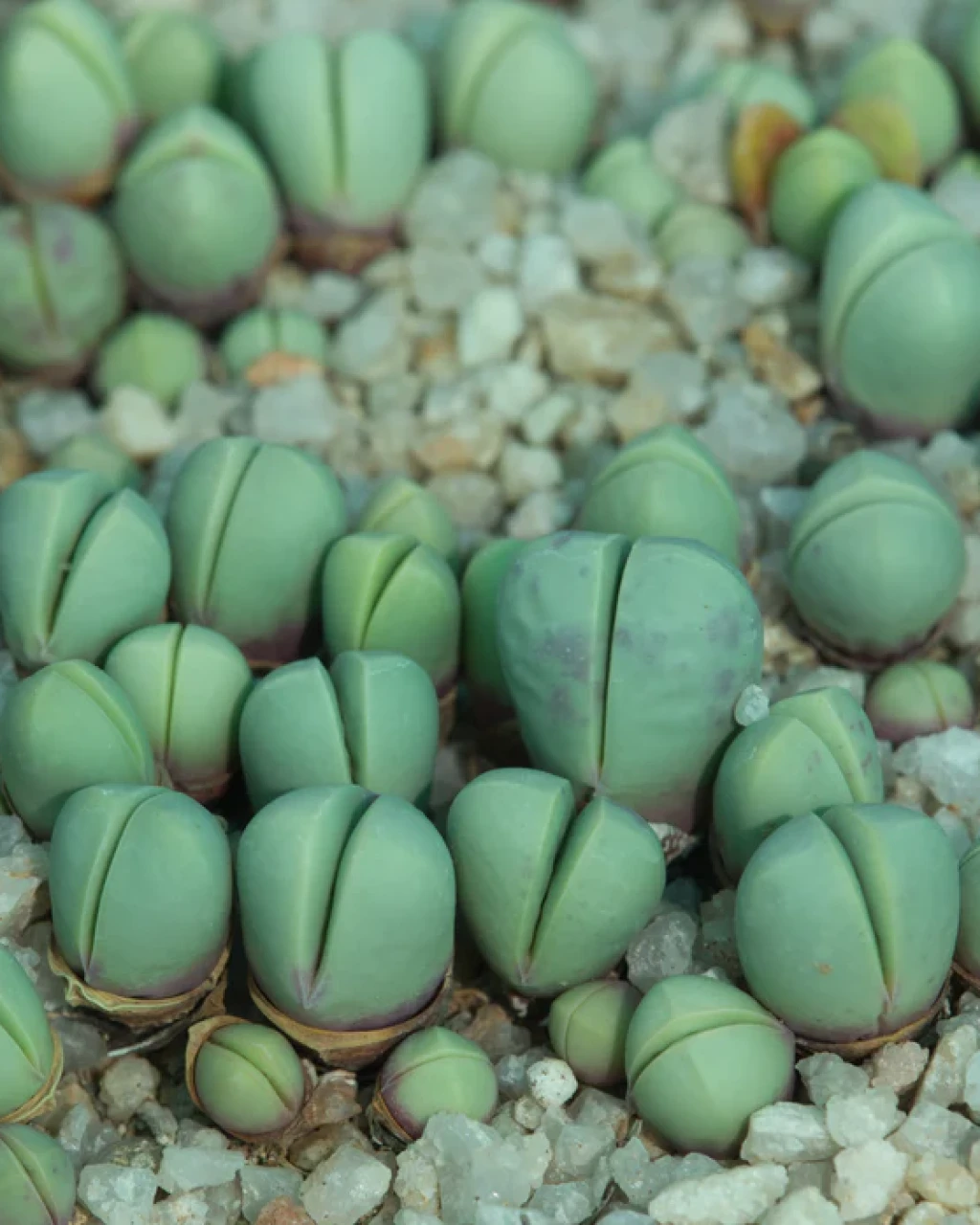 Argyroderma theartii