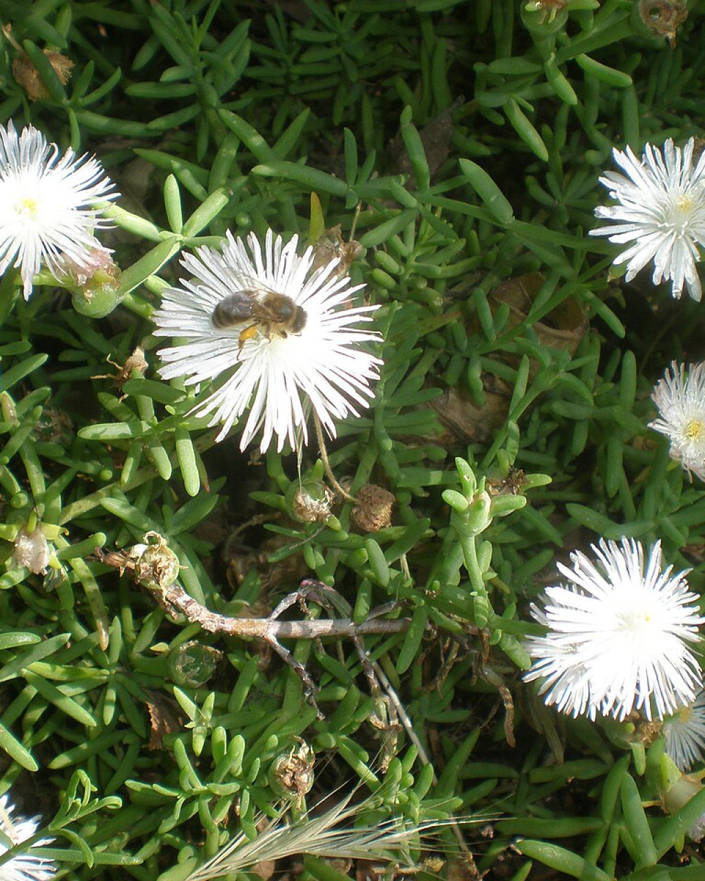 Aridaria brevicarpa