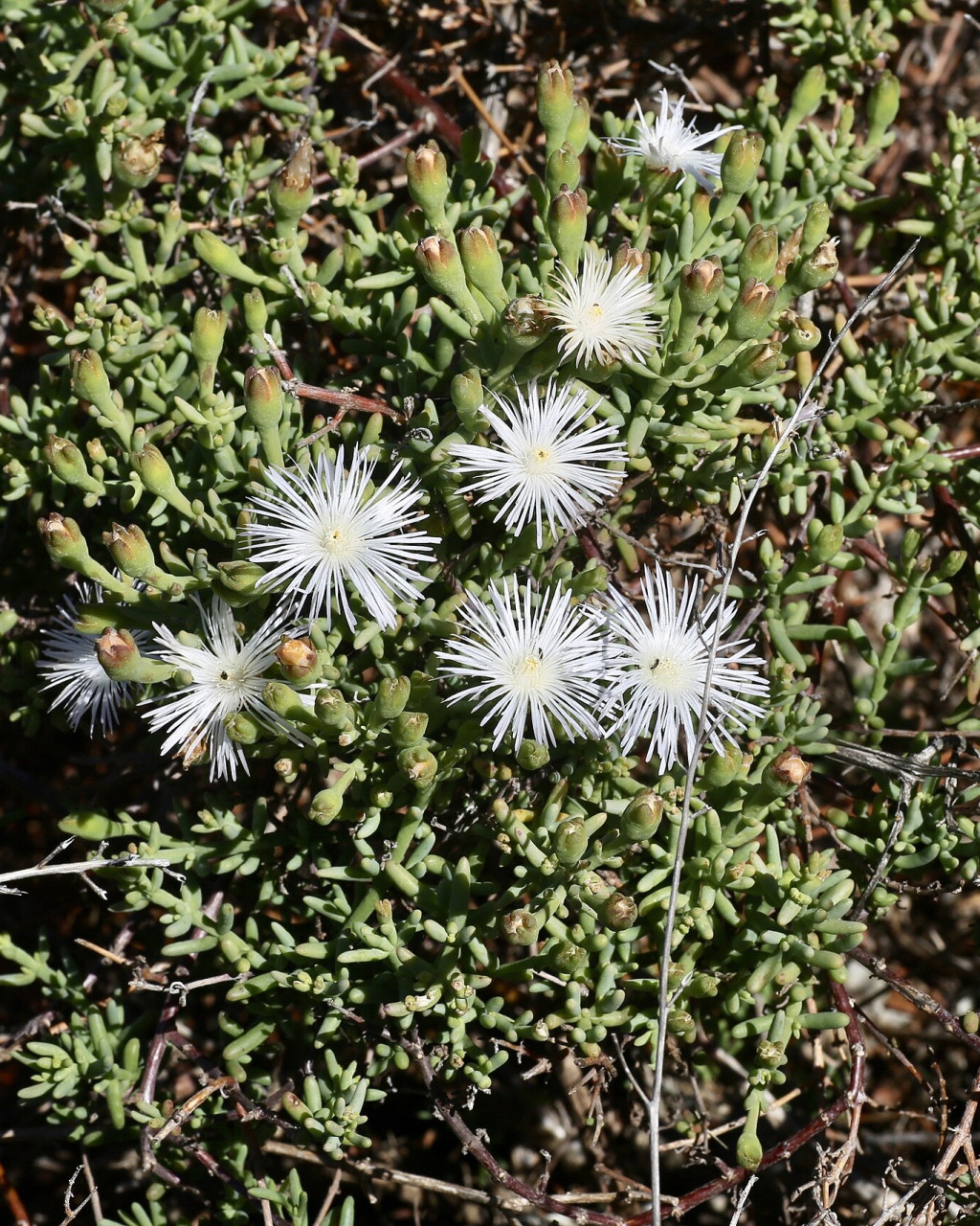 Aridaria noctiflora