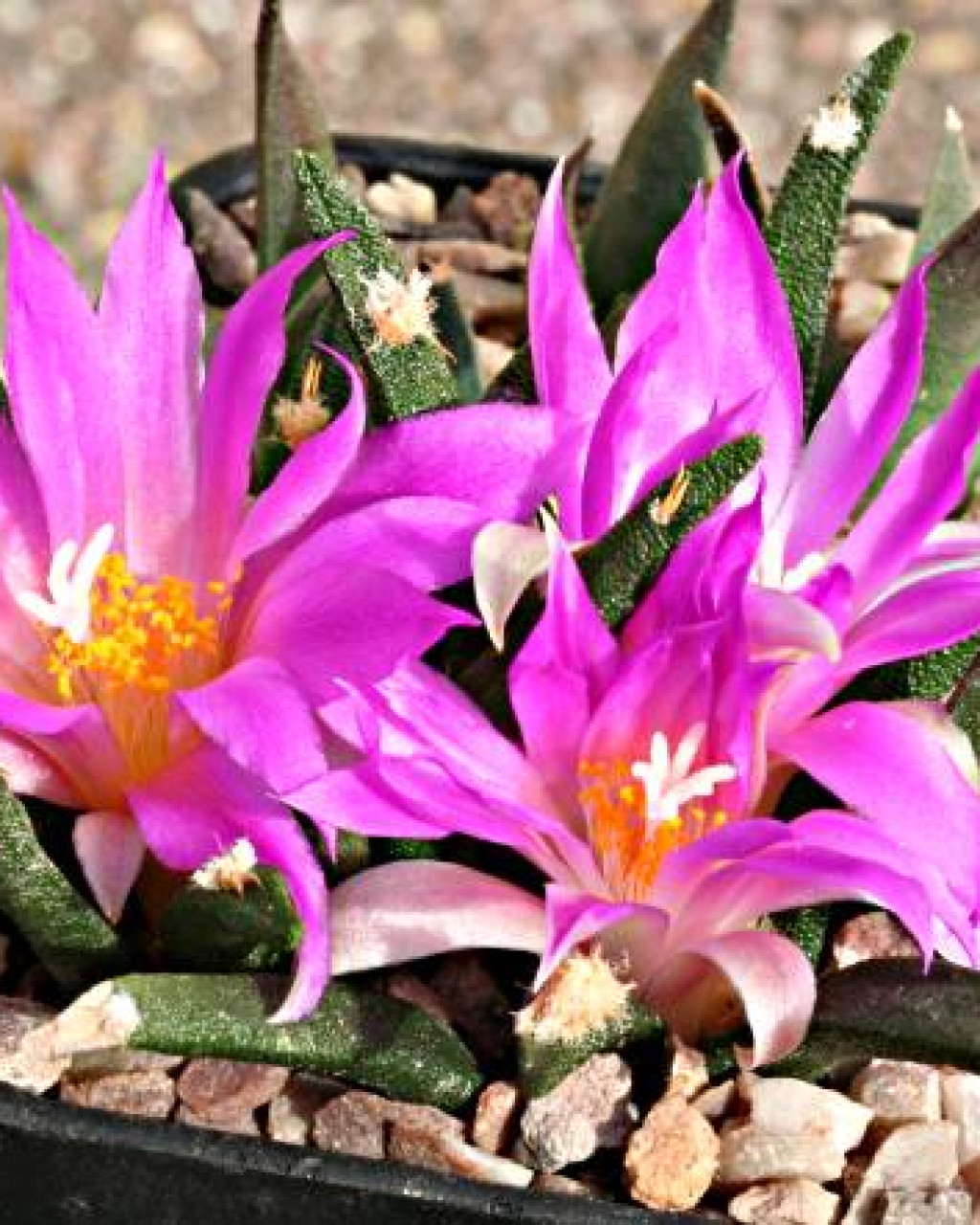 Ariocarpus agavoides