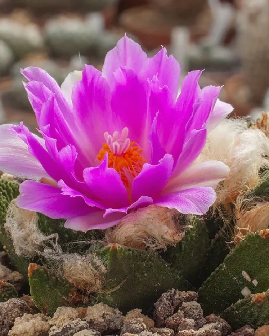 Ariocarpus bravoanus