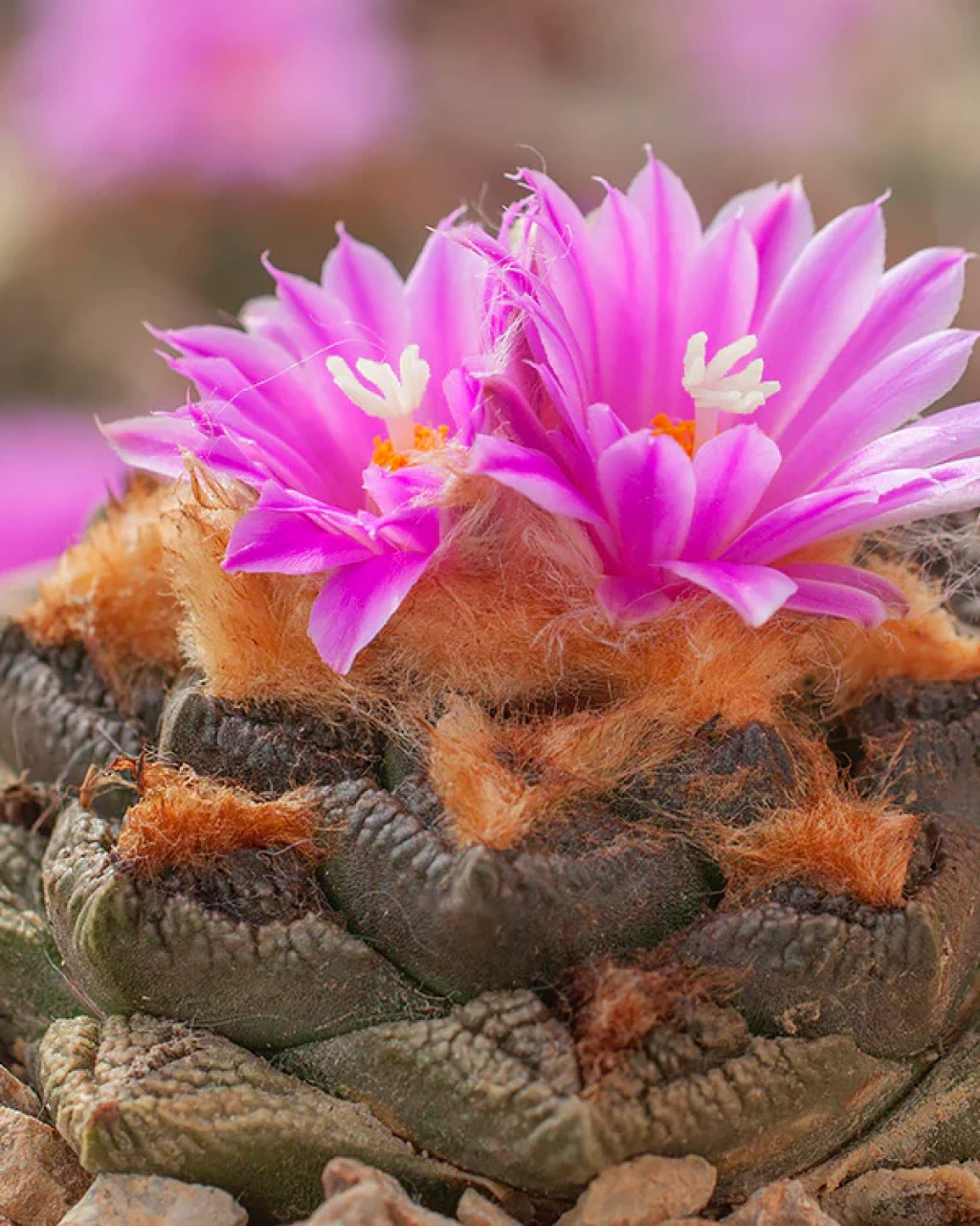 Ariocarpus fissuratus