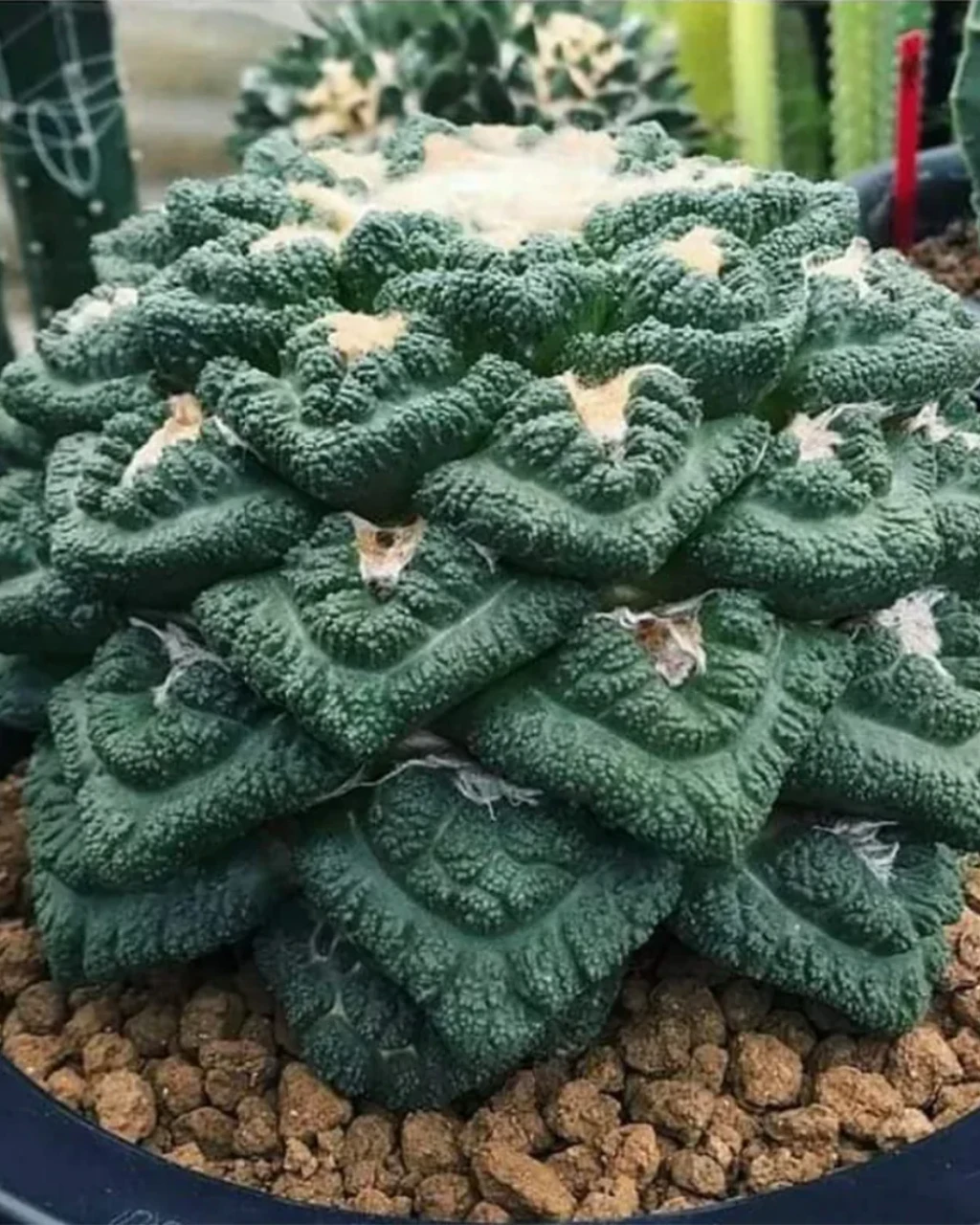 Ariocarpus fissuratus 'Godzilla'