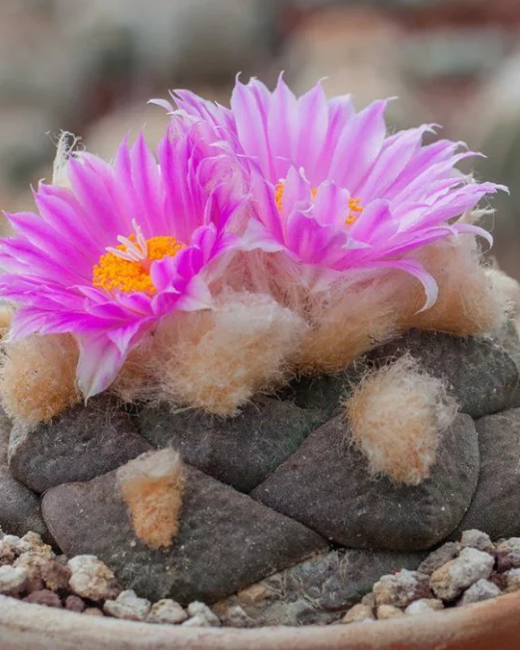 Ariocarpus fissuratus var. lloydii