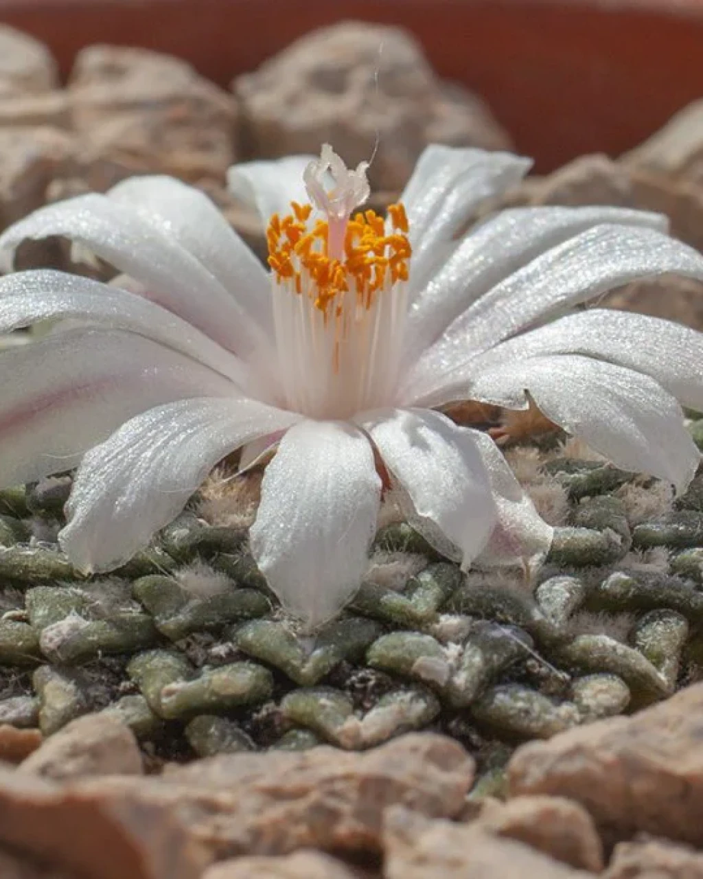 Ariocarpus kotschoubeyanus var. albiflorus