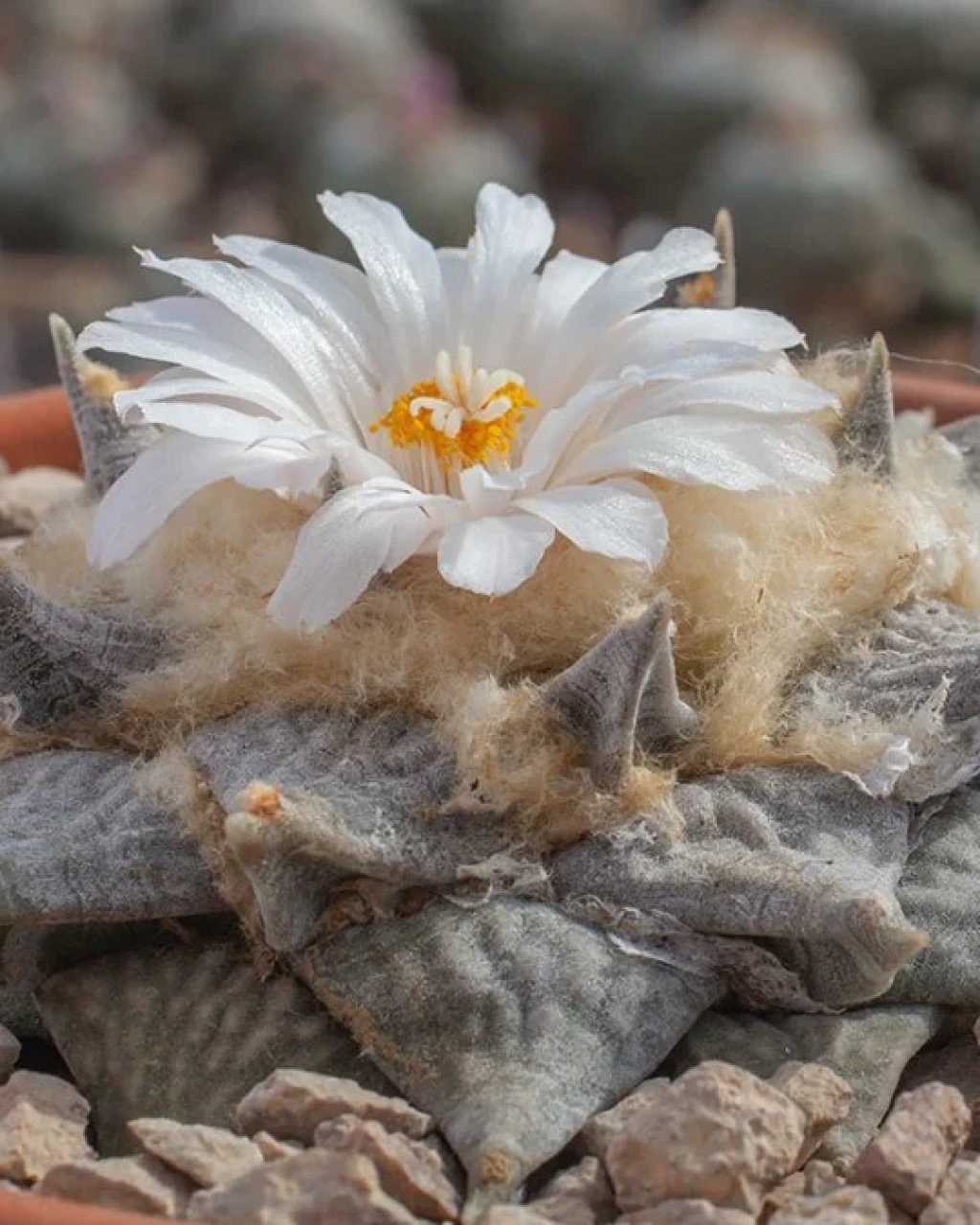 Ariocarpus retusus