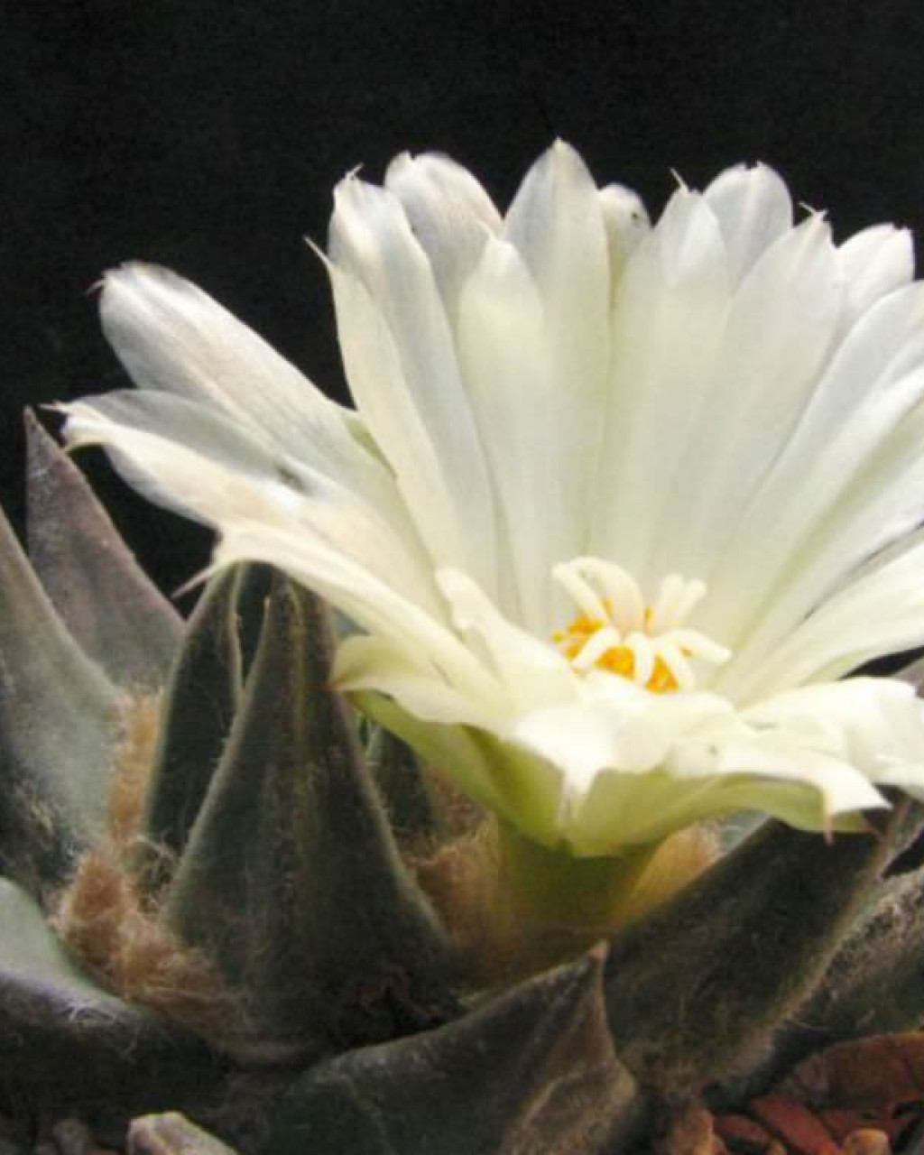 Ariocarpus trigonus