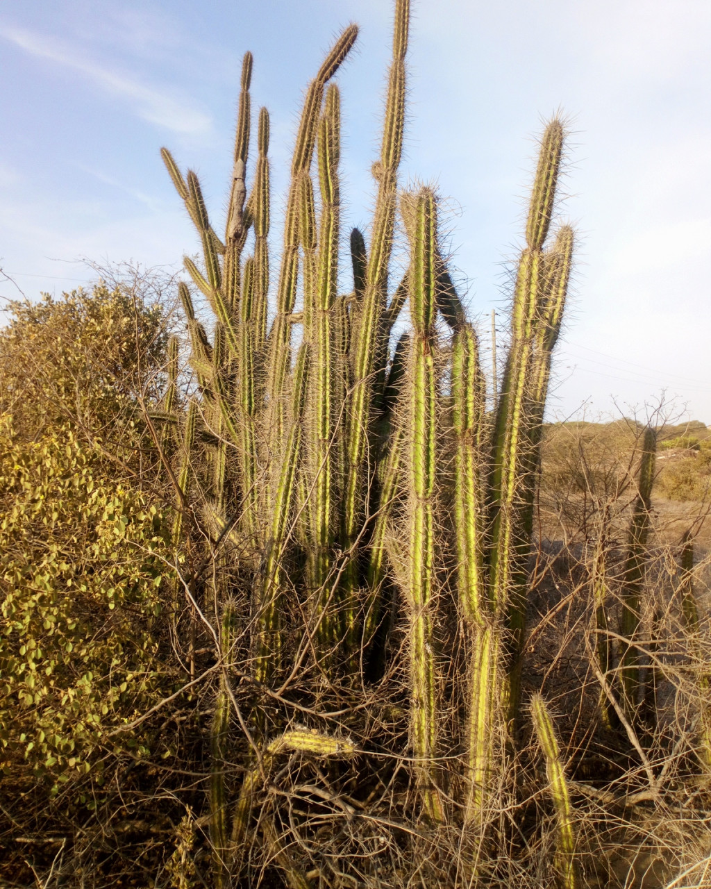 Armatocereus cartwrightianus