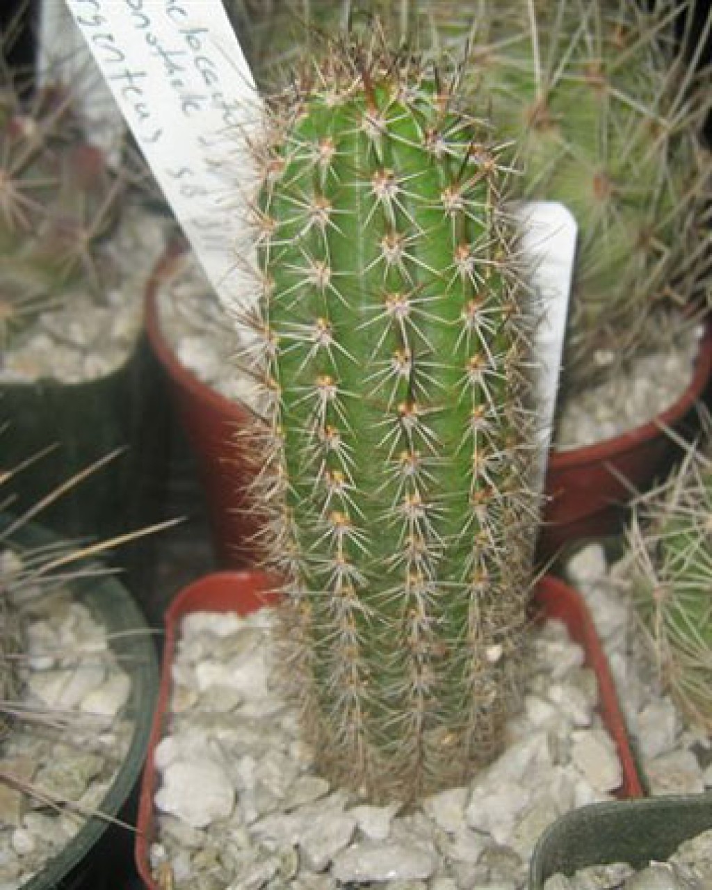 Armatocereus Godingianus