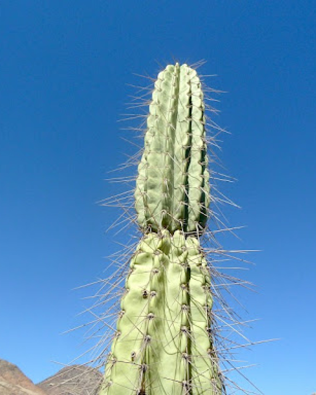 Armatocereus procerus