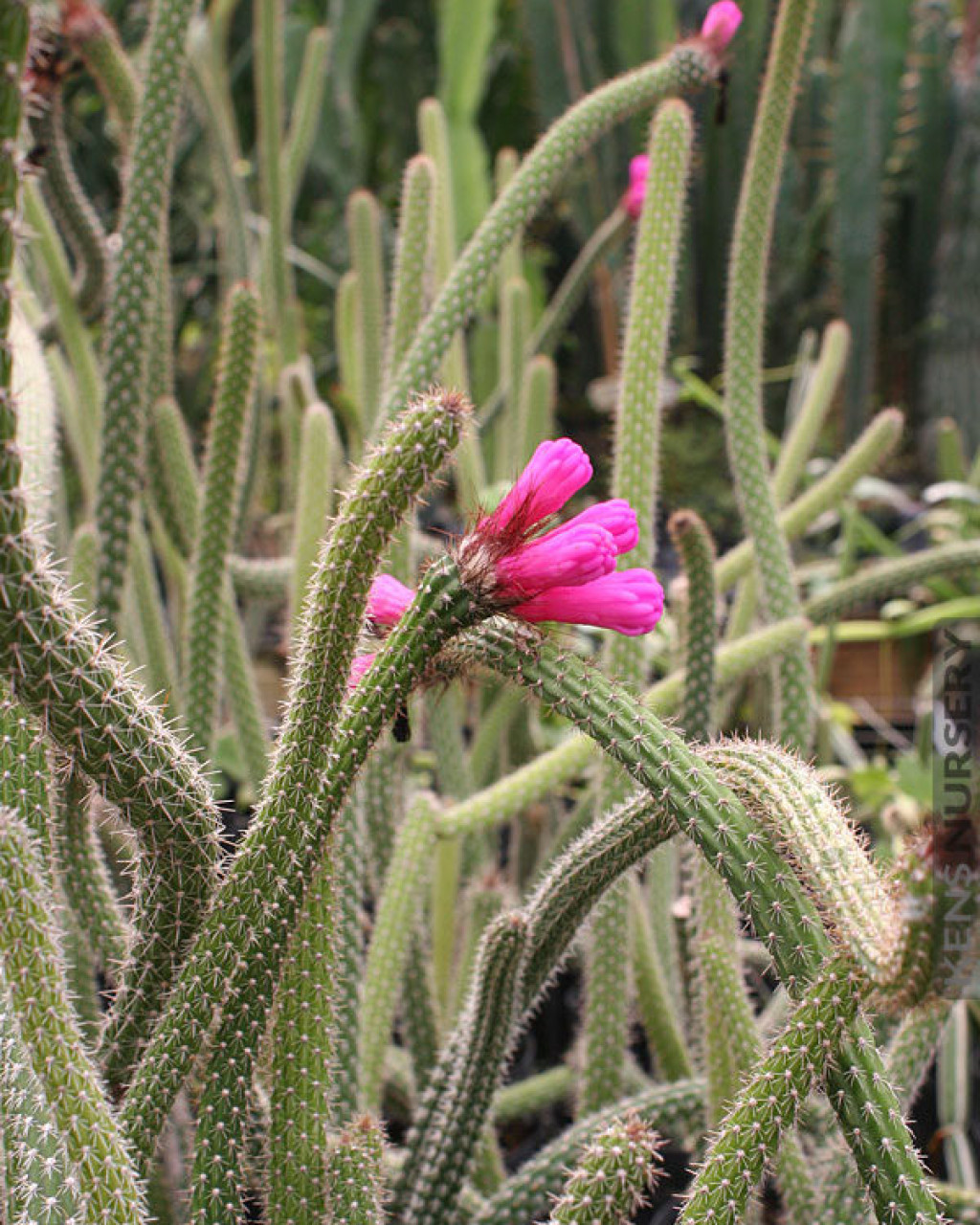 Arrojadoa penicillata