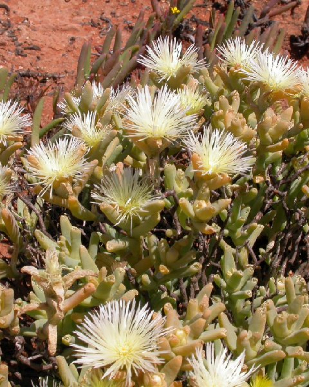 Aspazoma amplectens