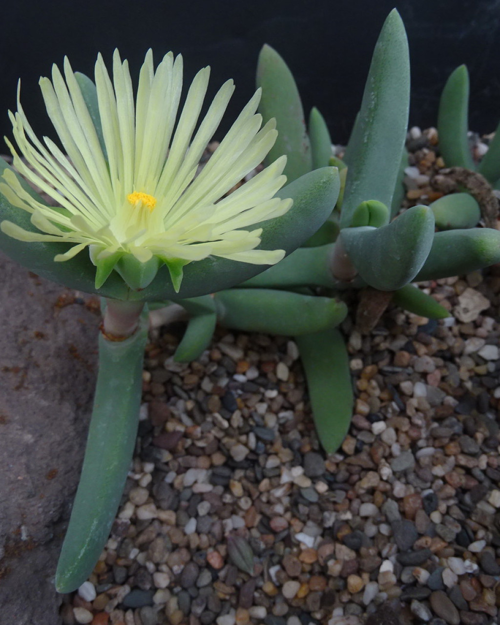 Astridia citrina