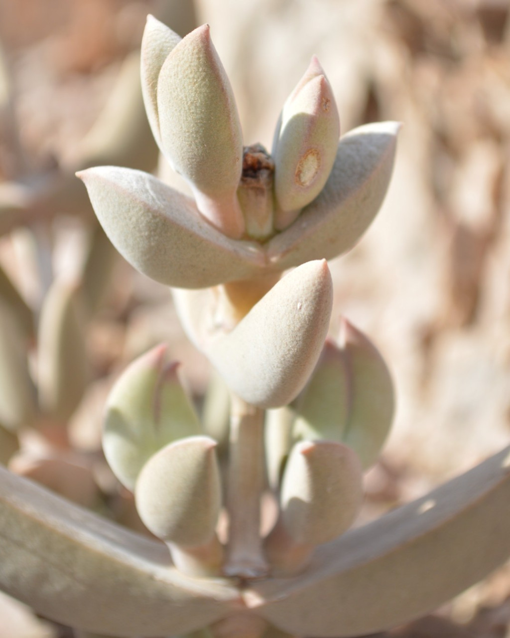 Astridia speciosa