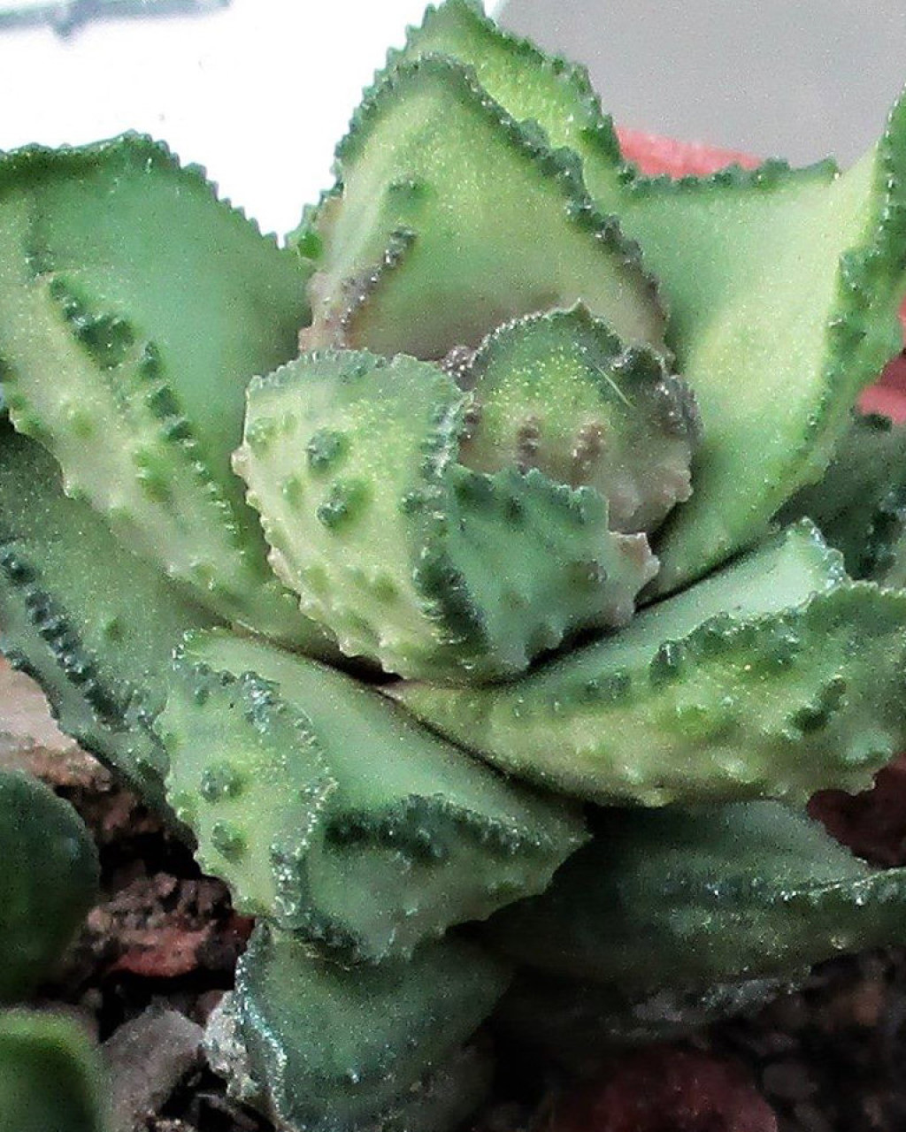 Astroloba bullulata
