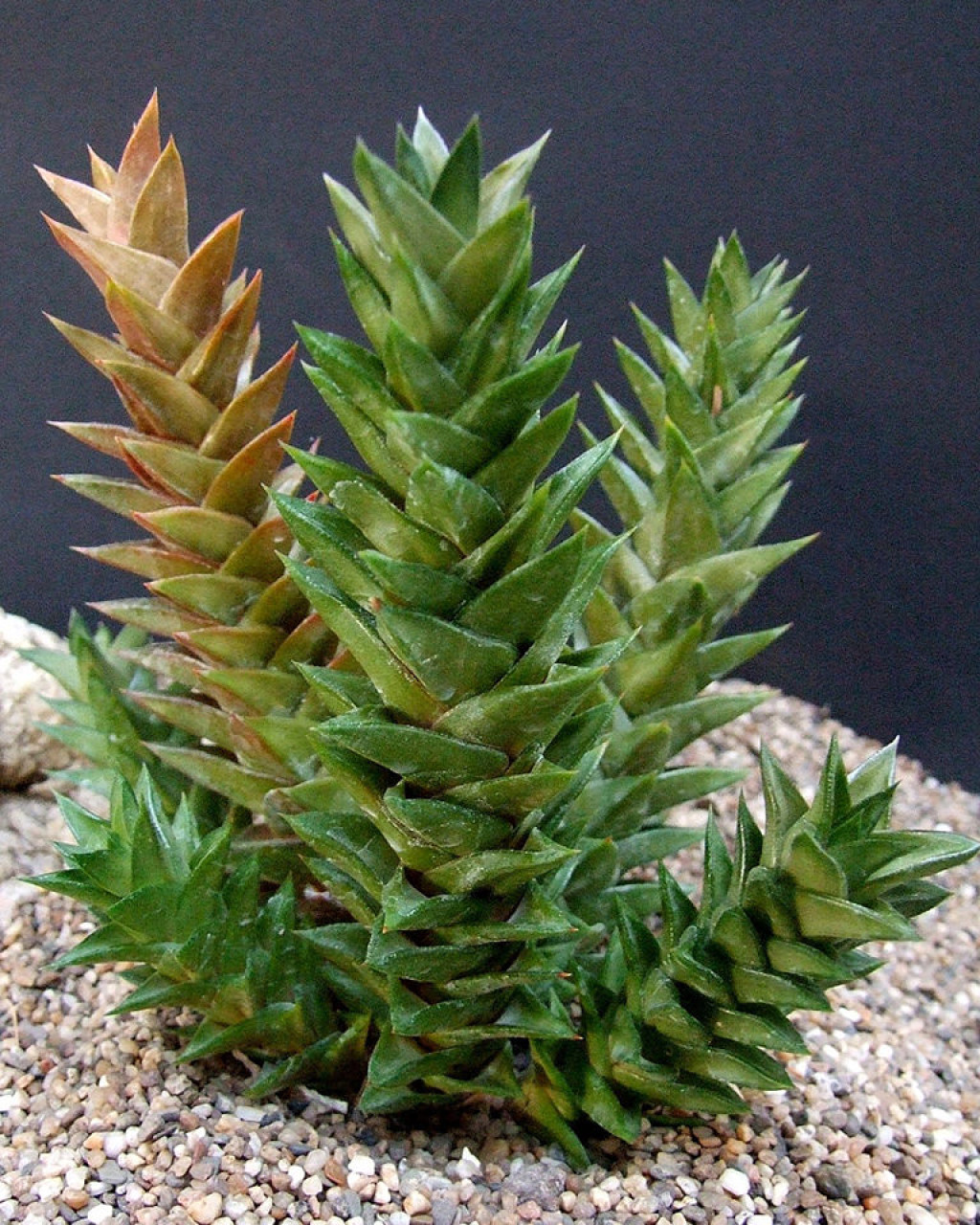 Astroloba congesta