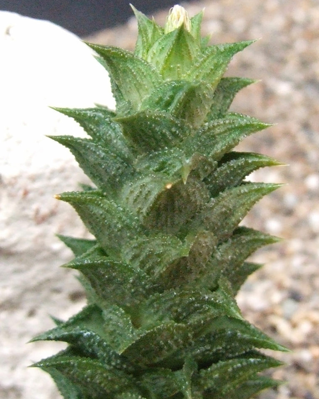 Astroloba corrugata