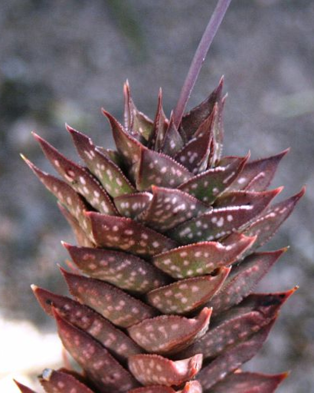 Astroloba cremnophila