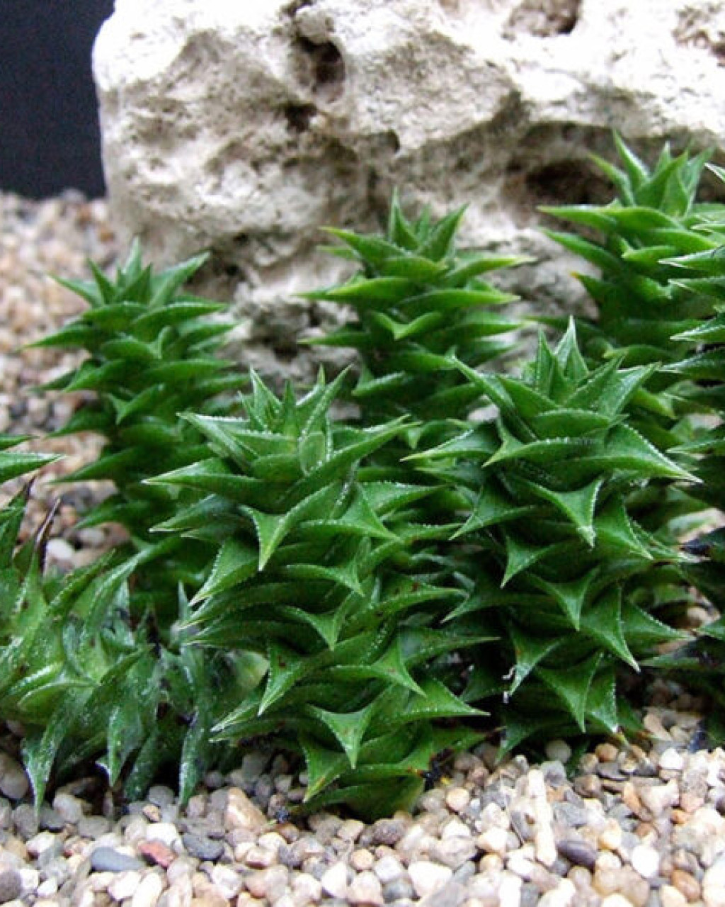 Astroloba foliolosa