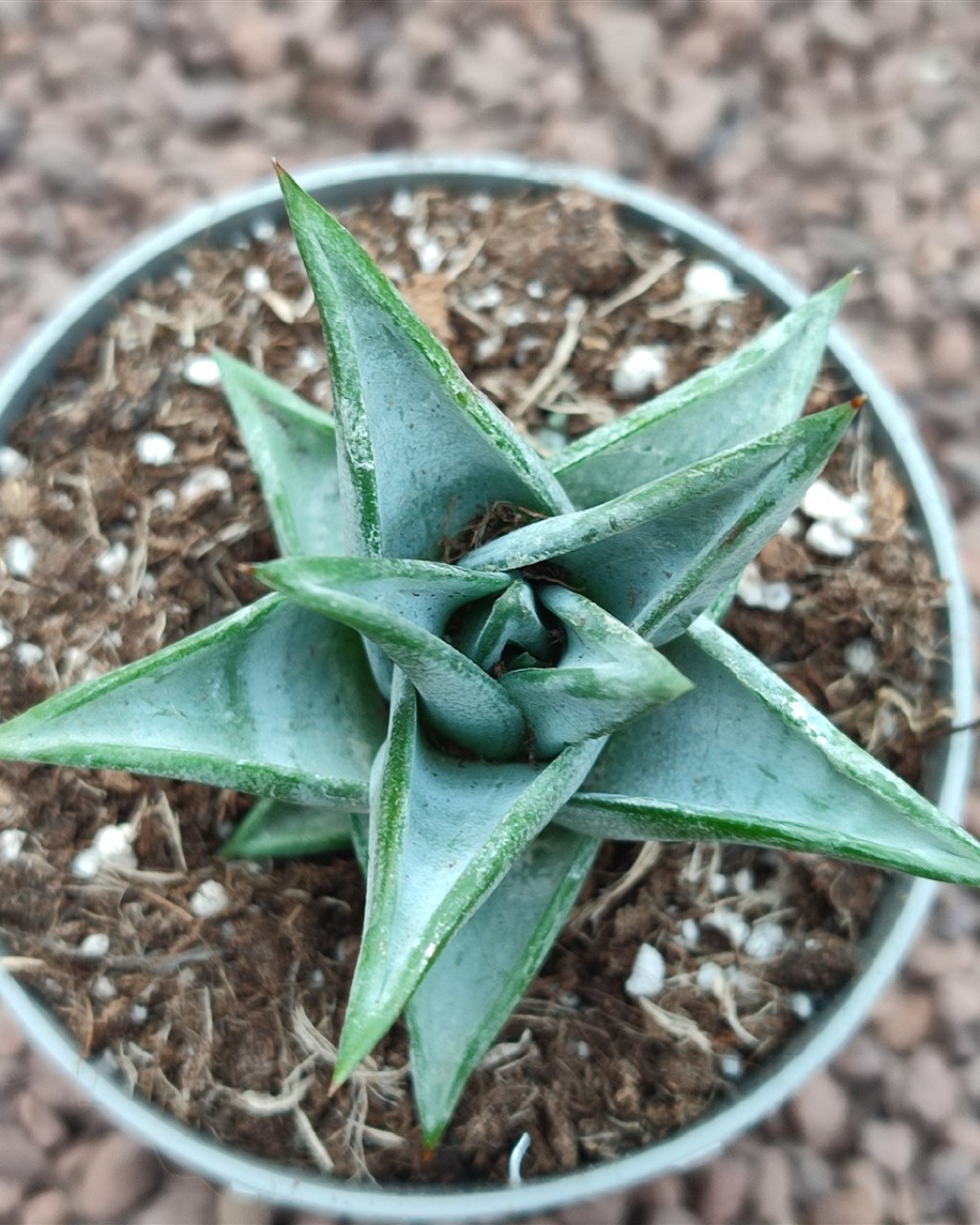 Astroloba rubriflora