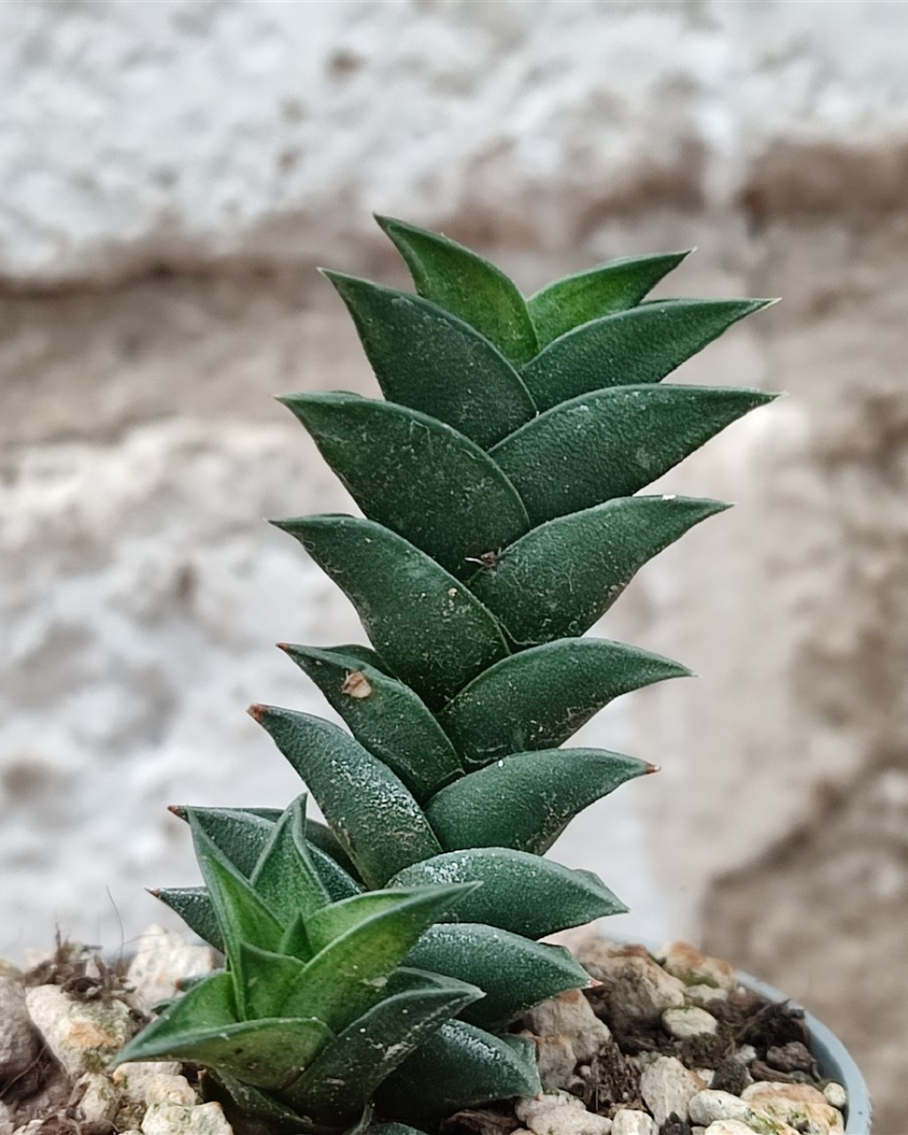 Astroloba spiralis
