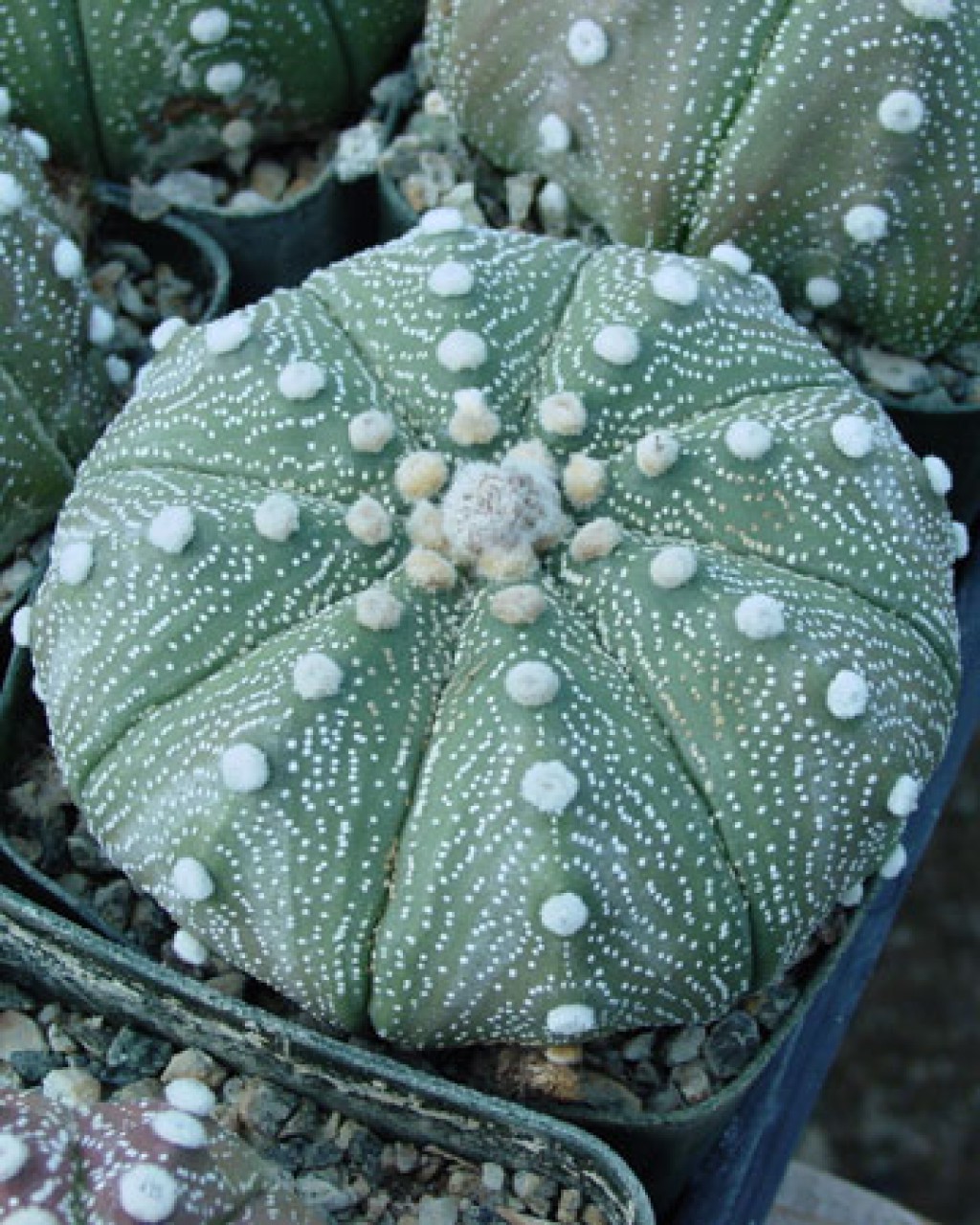 Astrophytum Asterias