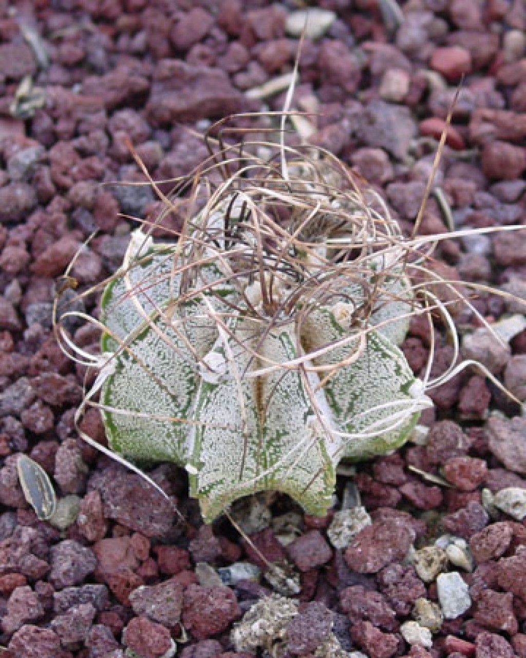Astrophytum Capricorne