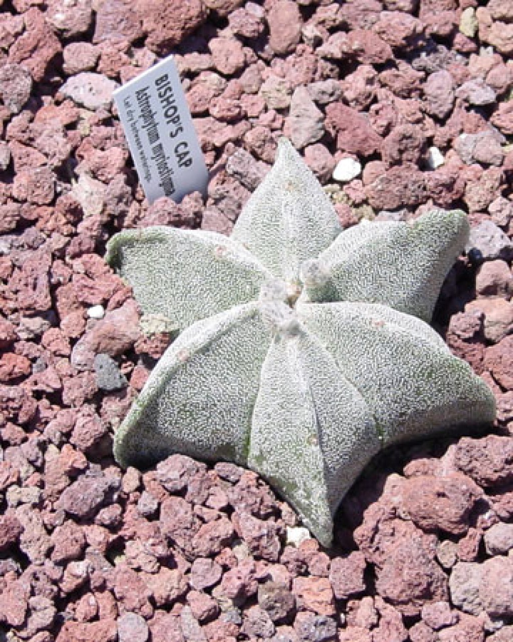 Astrophytum Myriostigma