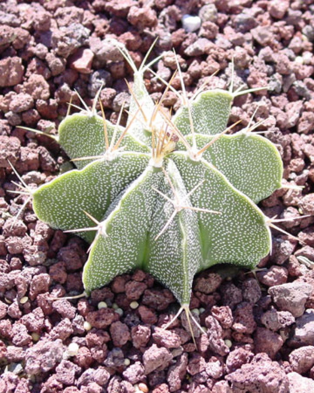 Astrophytum Ornatum