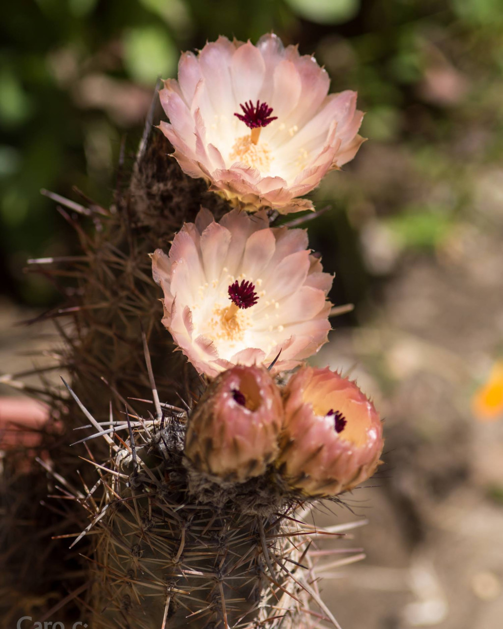 Austrocactus bertinii
